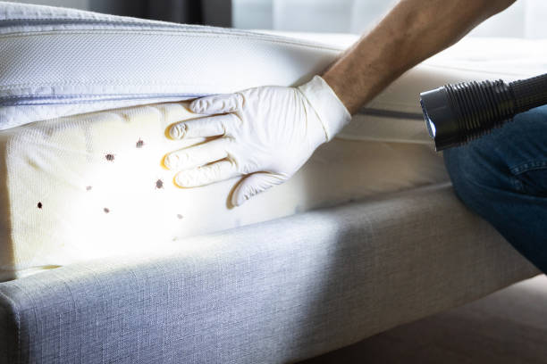 Reliable San Carlos, CA Pest Control Solutions